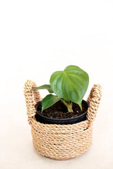 Philodendron lynamii